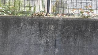 【カルガモ親子の引越し失敗】落ちたヒナを見捨てない母と赤ちゃん