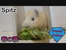 【春の歌】モルモットと歌ってみた【スピッツ】