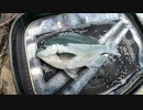 【こんな釣りしてます】グレ(メジナ)のフカセ釣り！【魚釣り動画・海釣り】
