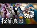 0331C②【カワセミの交尾】シジュウカラの捕食と鳴き声。桜食べる水鳥。花筏とカルガモ。亀スッポンが冬眠明け【身近な生き物の観察と撮影】　#カワセミ　#身近な生き物語　#シジュウカラ