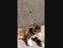 猫島で逢える個性豊かな猫達#Shorts【野良猫】【感動猫】