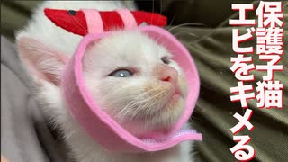 保護子猫兄弟、修行でエビ軍団をキメる