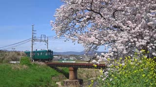 近鉄田原本線と箸尾の桜