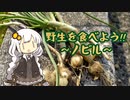 【VOICEROIDキッチン】野生を食べよう!!《ノビル編》