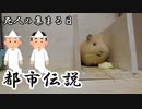 【第十六回】モルモットと聞く怪異譚【死人の集まる日】