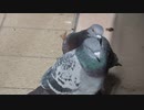 イチャイチャはと（ブレブレ）