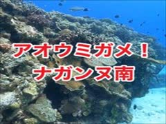 ナガンヌ南・アオウミガメ！沖縄ダイビング