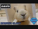 【Morning Glory】モルモットと一緒に歌ってみた　Me singing with a guinea pig【oasis】