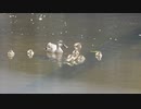 一瞬立ち上がる雛鳥がかわいい