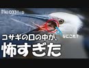 0331C③【コサギの捕食】口の中がヤバい。カルガモに悲劇。餌付けでケンカ。カラス水浴び。驚いたコガモの反応。孤独なオカヨシガモ、他【野鳥撮影と観察】　#身近な生き物語　#コサギ　#カラスの行水