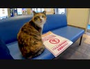 待合室にいた三毛猫を撫でると懐いてきて外まで付いてくるようになった