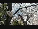 桜を求めてお散歩ー増上寺編