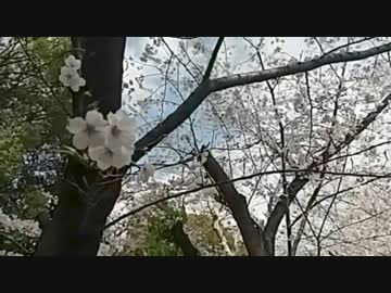 桜を求めてお散歩ー増上寺編