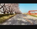 桜の下でｱﾊﾞﾊﾞﾊﾞﾊﾞﾄﾞﾝﾄﾞﾝﾄﾞﾝ