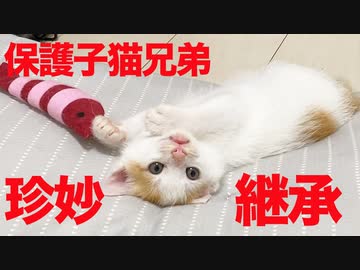保護子猫兄弟、珍妙の才能を徐々に開花させる