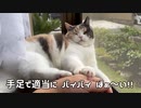 適当に別れの挨拶をする猫・・・・