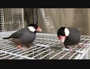 桜とパステルノーマルの違い