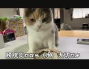 始めて見るちゅ～るwater困惑しながらも完食する猫。