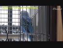 セキセイインコのそらちゃん おしゃべり動画 2022年3月28日,4月8日