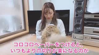 【検証】猫の頭にコロコロシートを乗せると簡単に爪切りができると聞いて試してみた結果…【ラガマフィン】