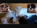 お薬の順番待ちはつらいよ『待合室で旋回する子猫』