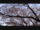 桜と鳥の鳴き声2020409