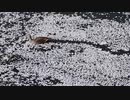 カルガモの飛行機雲