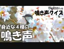 0331C④【野鳥の鳴き声4種+α】満開の桜とカワセミ、シジュウカラ吸蜜、捕食。ウグイス地鳴き、エナガ、メジロ、アオジの声も♪【野鳥撮影】　#鳥の鳴き声　#シジュウカラ　#桜