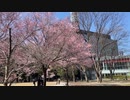 2022年4月9日　もうすぐ満開の仙台　錦町公園の桜　1