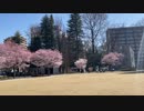 2022年4月9日　もうすぐ満開の仙台　錦町公園の桜　2