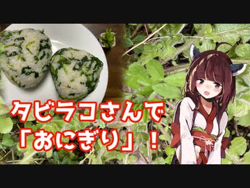 【思い切って野草を食べてみよう】#63 タビラコさんで「おにぎり」！