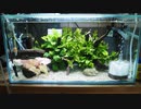 45cm水槽水替え動画