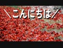 カニ等のメッセージ