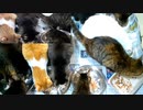 今週のおやつ（本隊）【蒼民家の猫々】
