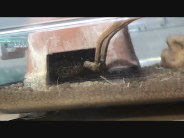 レオパ食事