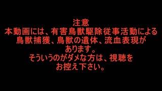 （閲覧注意）変態忍者の、有害鳥獣駆除従事活動記・その１９３