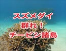 スズメダイ・チービシ諸島ナガンヌ南