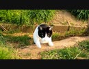 土手の下から牛みたいな猫がモフられにきた
