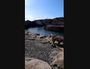 猫島の猫達がいつも穏やかとは限らない#Shorts【野良猫】【感動猫】