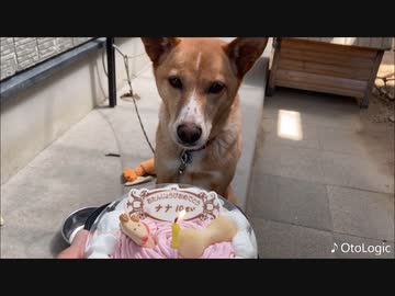 ナナ10歳になりました