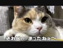 横取り全開モードで食べる猫・・・