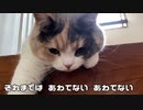 くせのある要求をする猫・・・