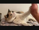 猫のかわいいハイタッチ。Cute cat touch
