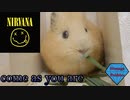 【come as you are】モルモットと一緒に歌ってみた　Me singing with a guinea pig【NIRVANA】