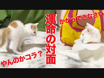 運命の対面！群馬からの子猫ギャングvs珍妙ネコチャンズ
