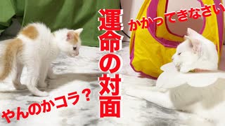 運命の対面！群馬からの子猫ギャングvs珍妙ネコチャンズ