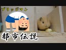 【第十七回】モルモットと聞く怪異譚【ブリッジマン】