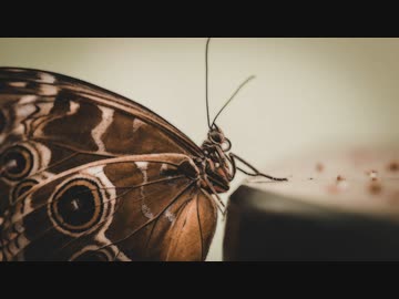 コーポ／初音ミクV4X