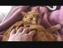 猫のあくびを阻止してみる