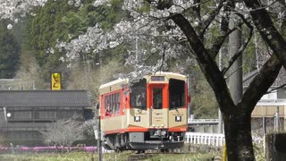 桜×長良川鉄道の新車